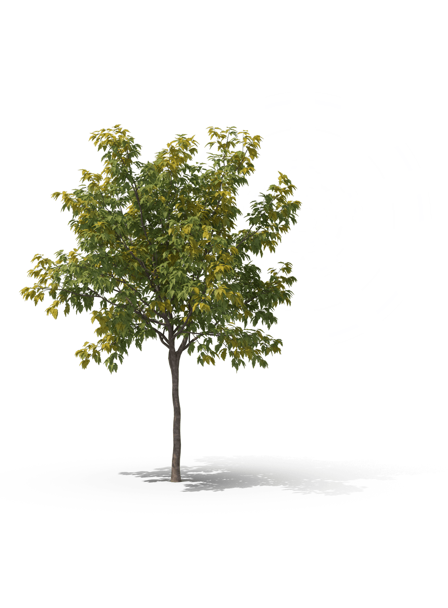 Acer_with Asterisk